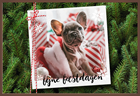 Kerstkaart choco fotokaart hond fijne feestdagen